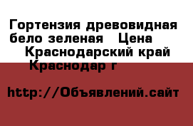 Гортензия древовидная бело-зеленая › Цена ­ 100 - Краснодарский край, Краснодар г.  »    